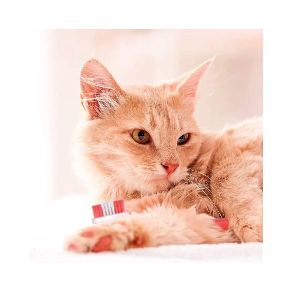 Beaphar Toothpaste for Dogs and Cats - Image 6